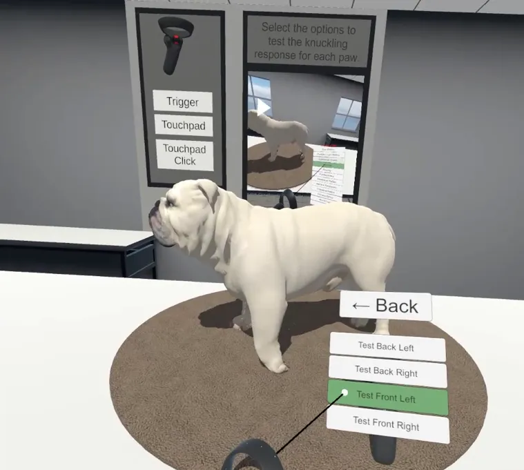In immersive VR, a student tests the knuckling response of a virtual English bulldog patient.